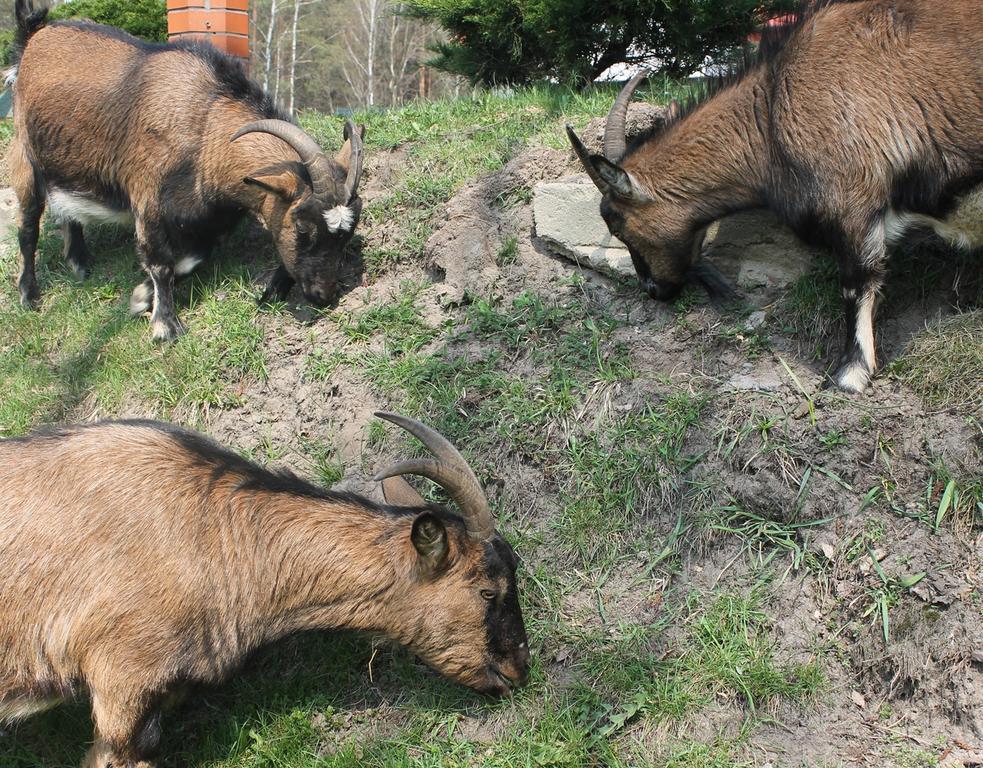 Mazowieckie Siolo Julianowka Villa Dış mekan fotoğraf